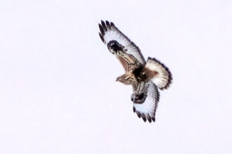 Rough-legged Hawk, Mt Sidney, 1/15/2025 (Antonio Martinez)