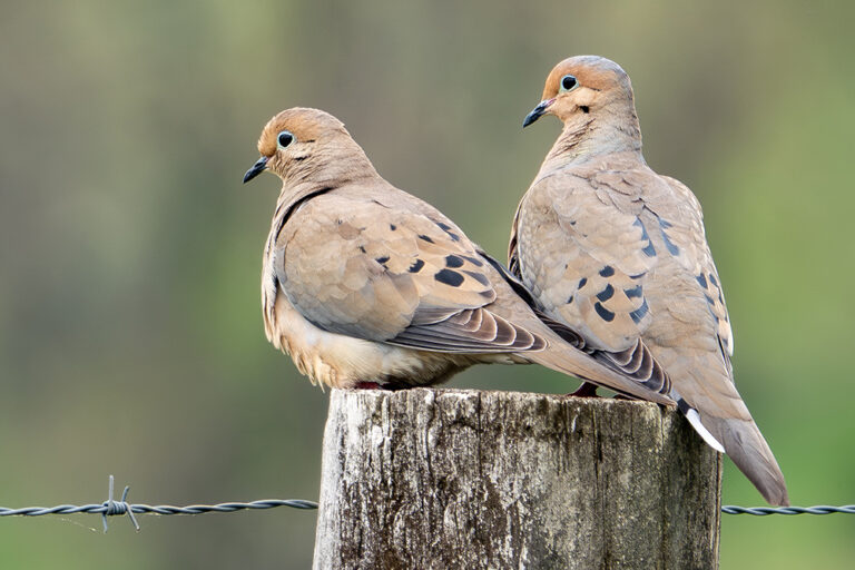 2026-05-06, Mourning Dove, Swoope (Vic Laubach)